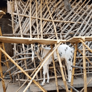 White goat with black markings, trapped in a makeshift wooden enclosure.