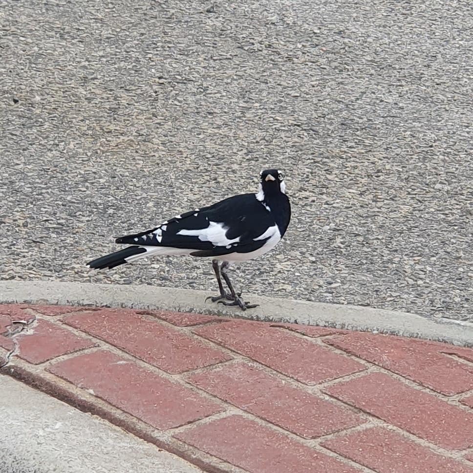 Black and white magpie looking at the camera, whilst standing on the kerb of a roadside, next to a red-paved verge.
