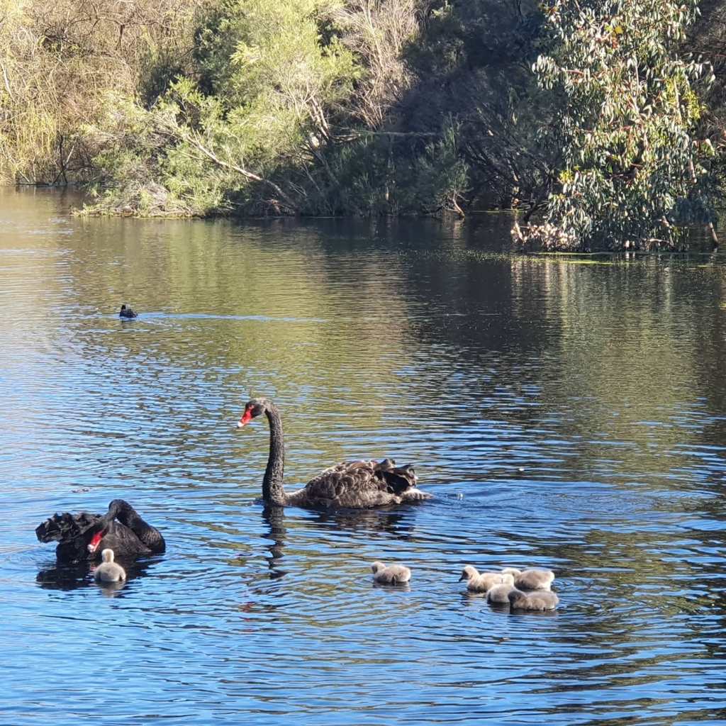 Two black swans and six cygnets, swimming on a tree-lined lake, with a duck in the background.