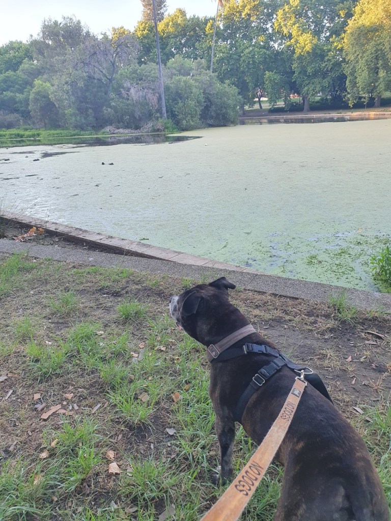 Craig the staffy looking around at Hyde Park in North Perth. 