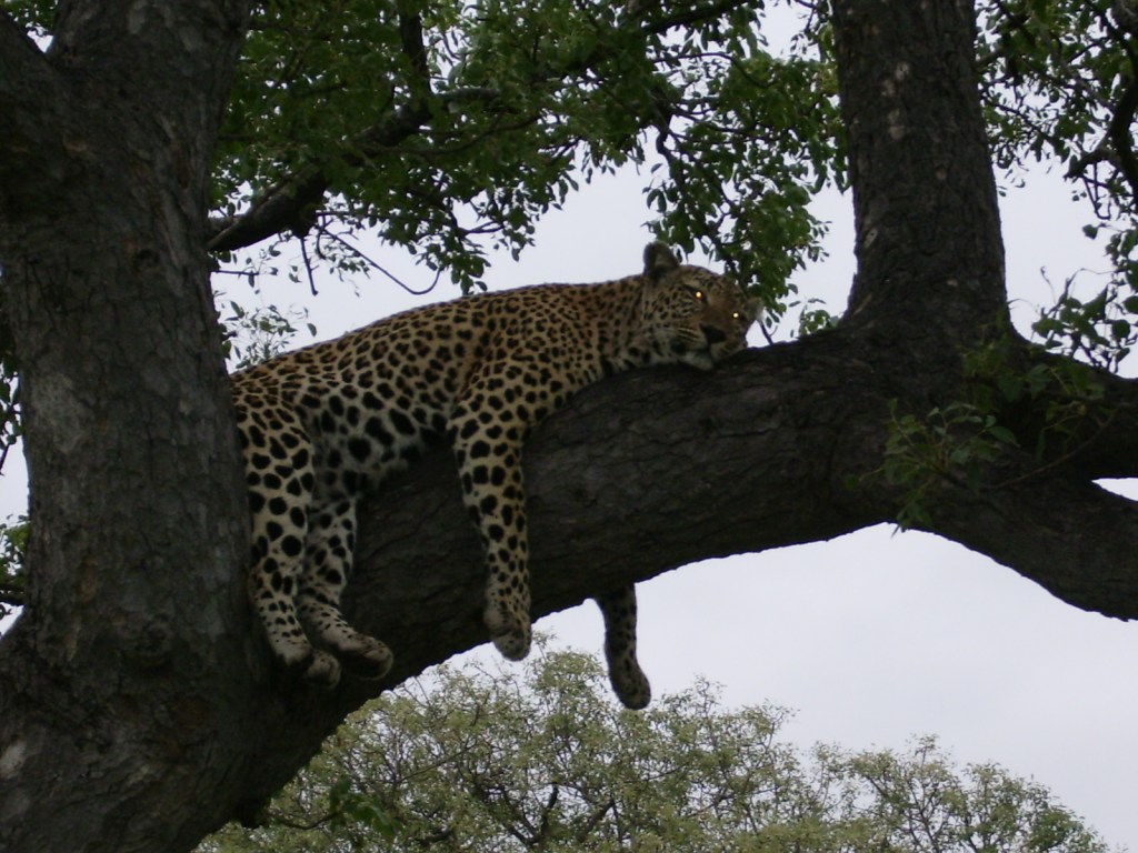 A sleepy leopard lays on a large tree branch, its legs dangling from the branch as it stares towards the camera. 