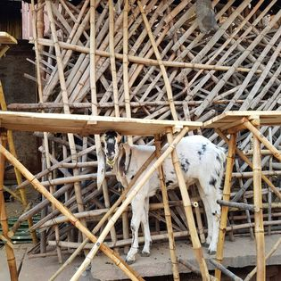 A white and black goat trapped a maze of bamboo fencing. 