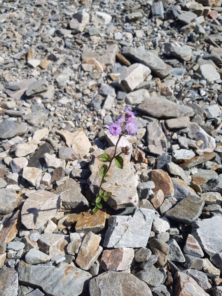 A light, bright purple flower, atop of a green stem, embedded in grey shale rocks of all sizes.