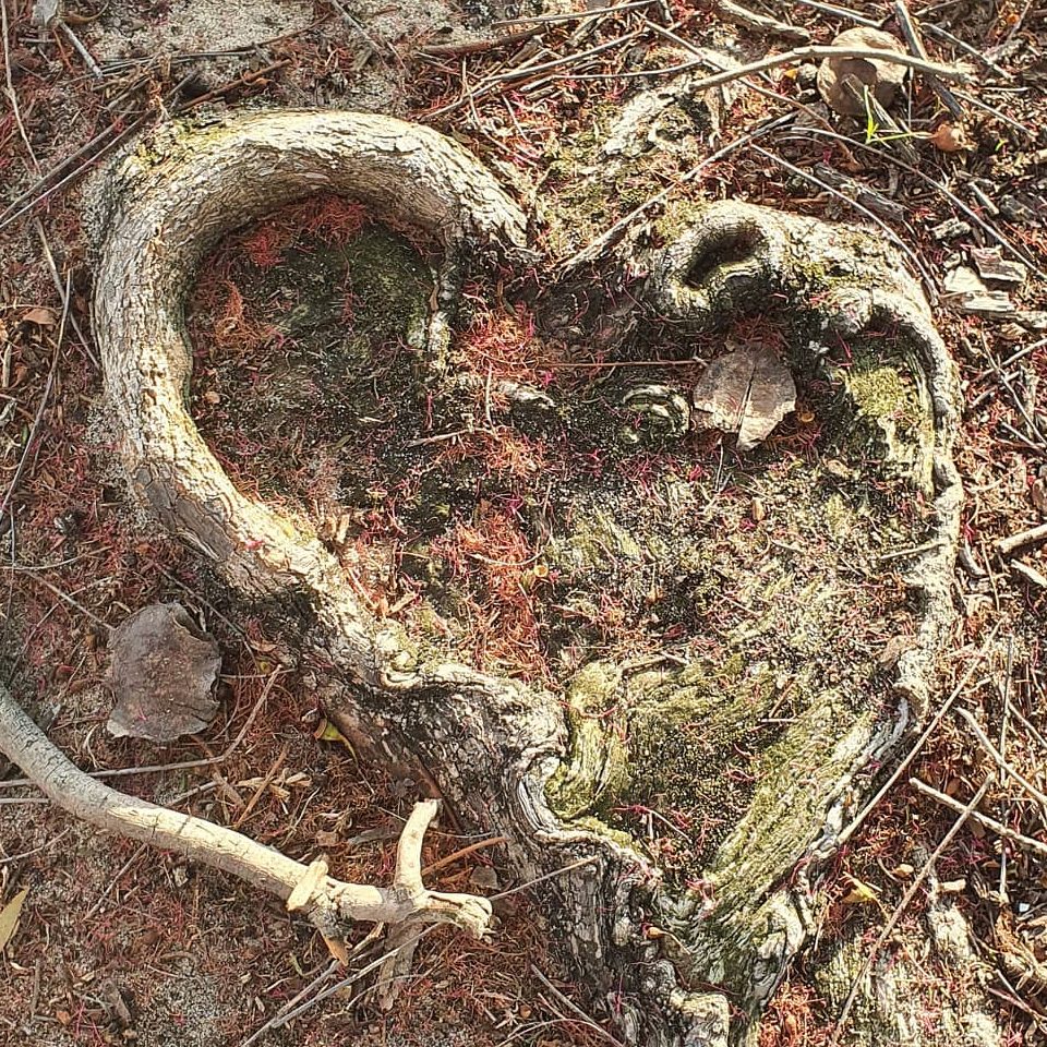 Tree roots form into a heart shape on the dirt-filled ground. The heart shape is surrounded by sticks, leaves, fibres from a Bottle Brush flower, and moss.