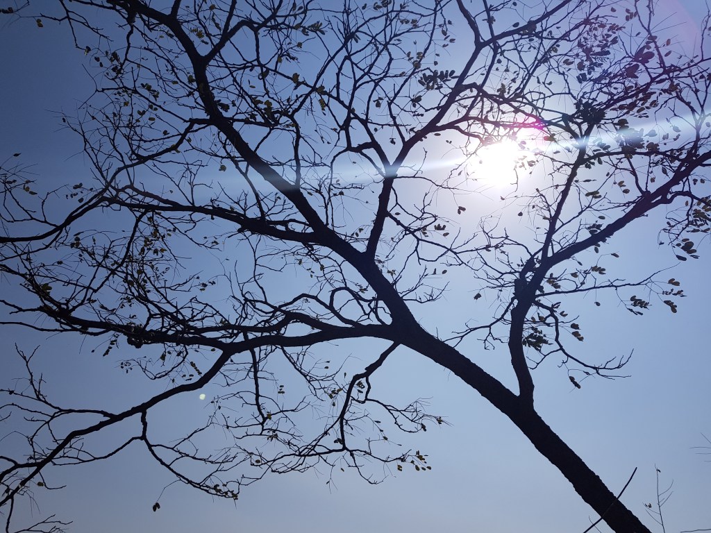 Looking up through a large tree with very few leaves towards the bright sun on a crisp, clear winter's day.