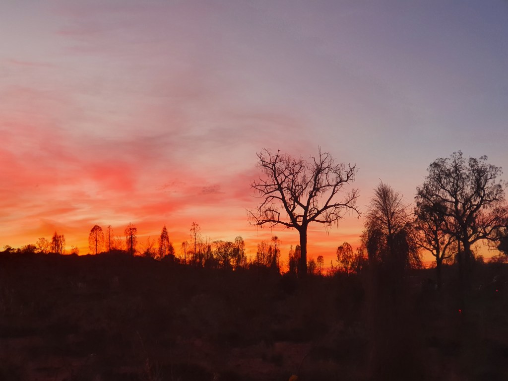 Sunrise of bright colours (from bright orange to light violet) over a tree-lined landscape.